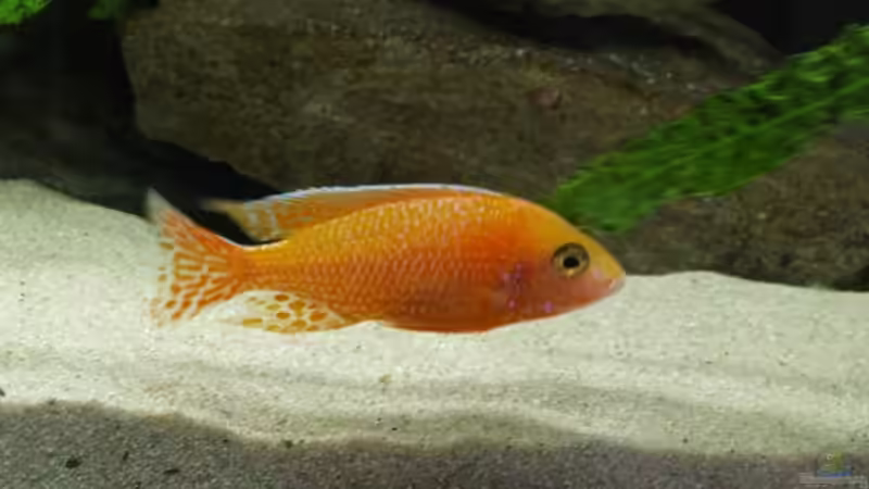 Fire Fish Bock von Branjo (35)