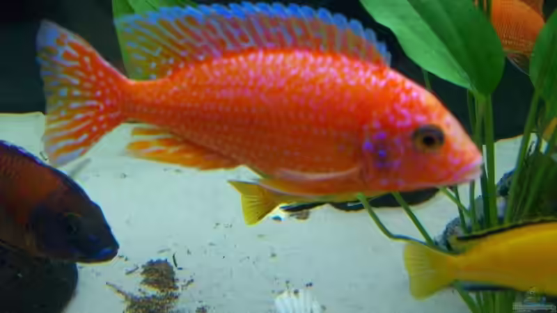 Fire-Fish-Bock von Limbo (15)