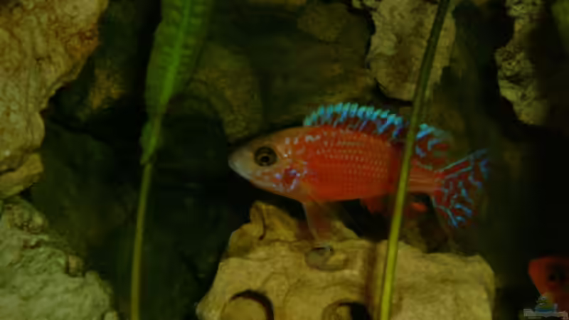 Fire fish-bock von Oliver Rädel (27)