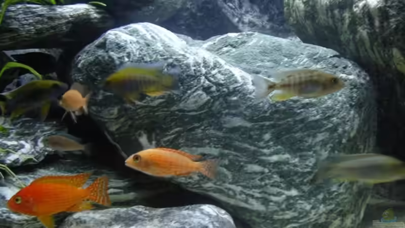 fire fish coral red männchen + weibchen von magunga rock (8)