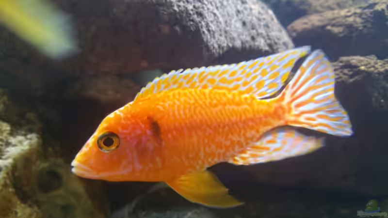 Fire Fish von Mia Sun (10)