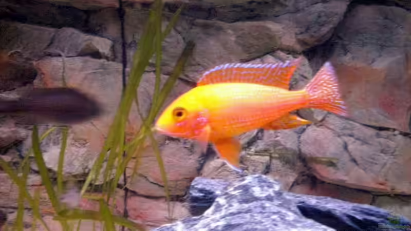 fire fish von pennywise (22)