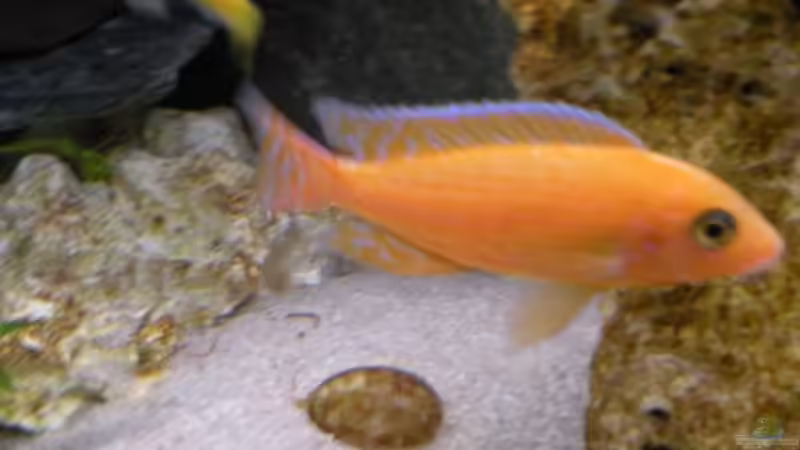 Fire-fish von Peterfish (17)