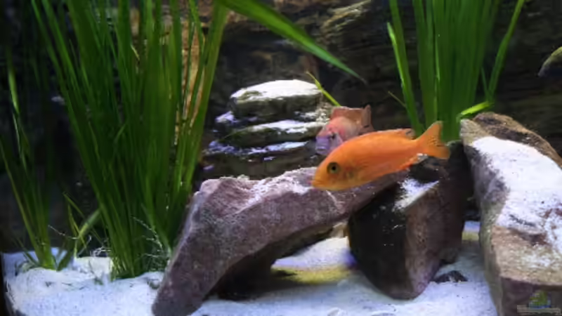 Fire Fish Weib!! von Florian Bandhauer (39)