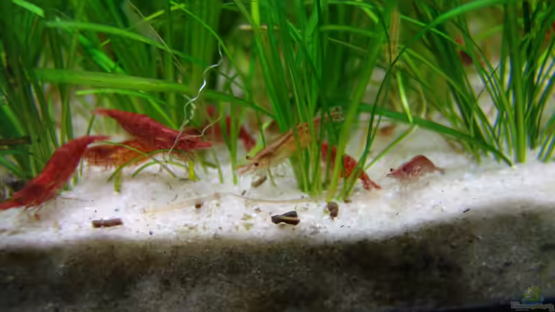 Fire Red Garnelen von Stefan S. (11)