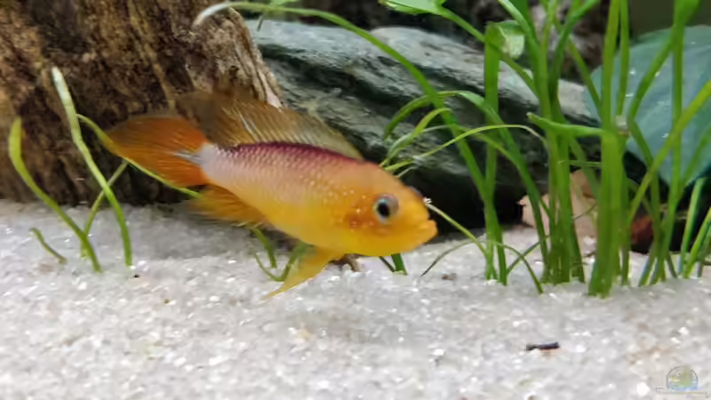 Fire Red von Woidma (103)