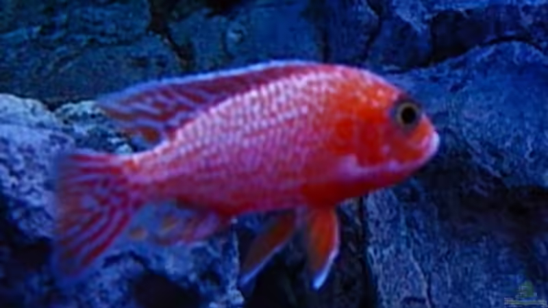 Firefisch von Frank Hopp (78)