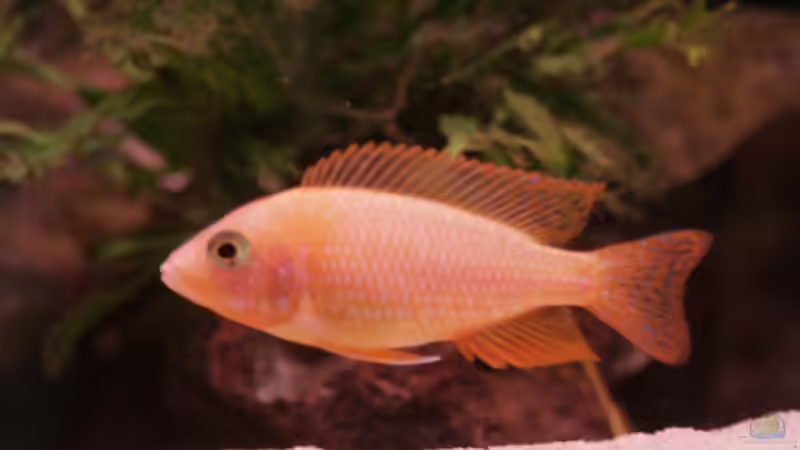 Firefish (bock) von Wolfgang Eberhard (7)