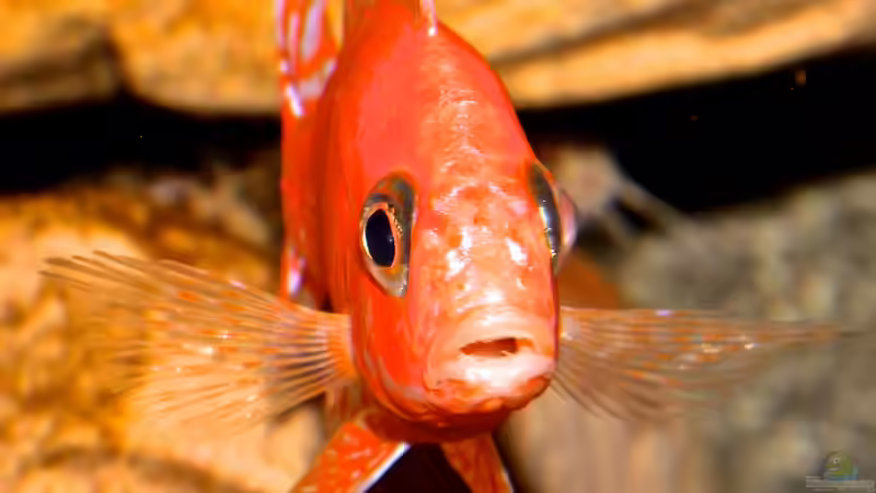 Firefish frontal von Cruiser Bruno (105)