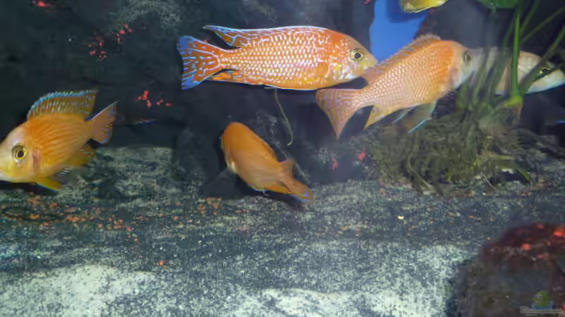 Firefish Gruppe von Couro (60)