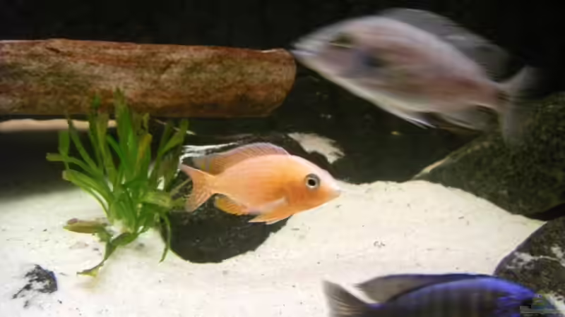 FireFish (kamera schaft gar nicht das rot und blau richtig einzufangen) von Dt-Floppy (28)