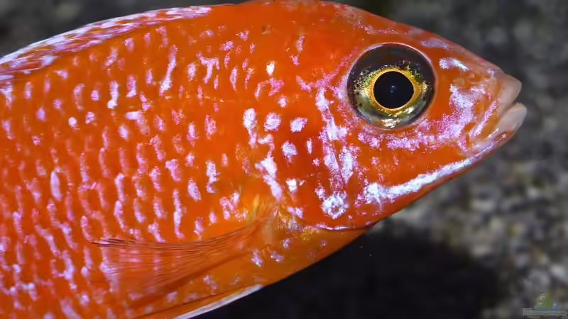 Firefish nah von Cruiser Bruno (85)