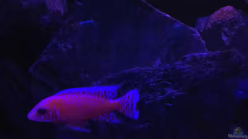 Firefish Spätabends von Lippi (37)