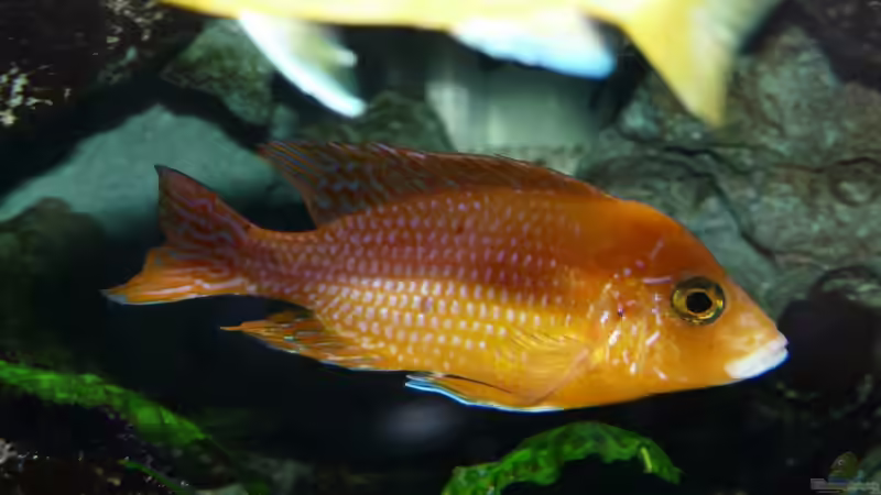 Firefish von Andreas Gorr (9)