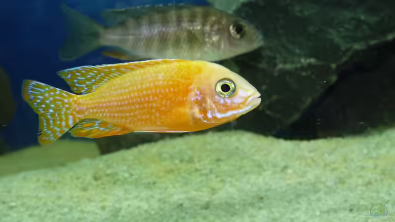 Firefish von Bandit12 (5)