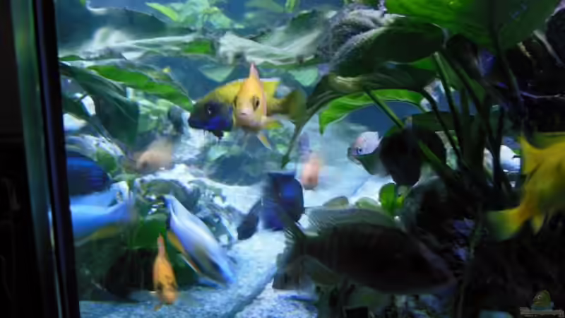 Firefish von tomwu (40)