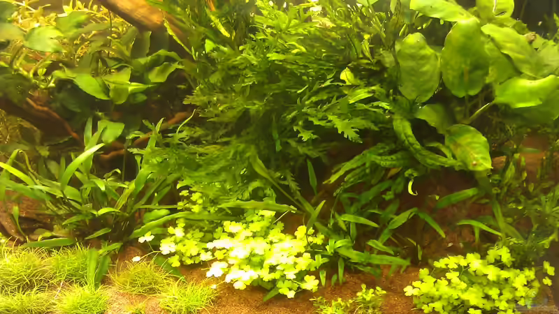 First Impressions von El Hein (16)