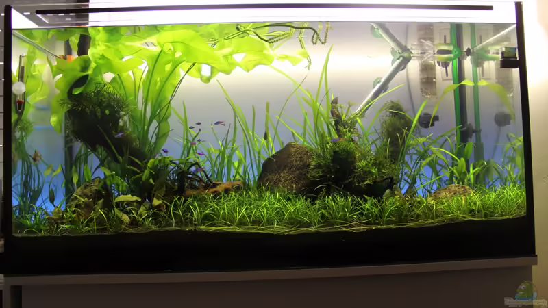 First Try - 28-7-2013 von AquarienHans (1)