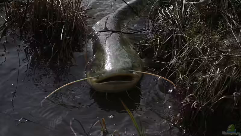 Fisch des Jahres 2026: Europäischer Wels