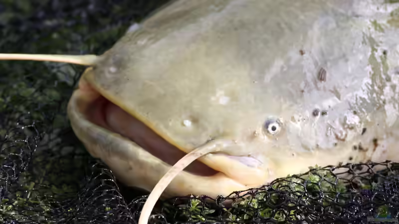 Fisch des Jahres 2026: Europäischer Wels