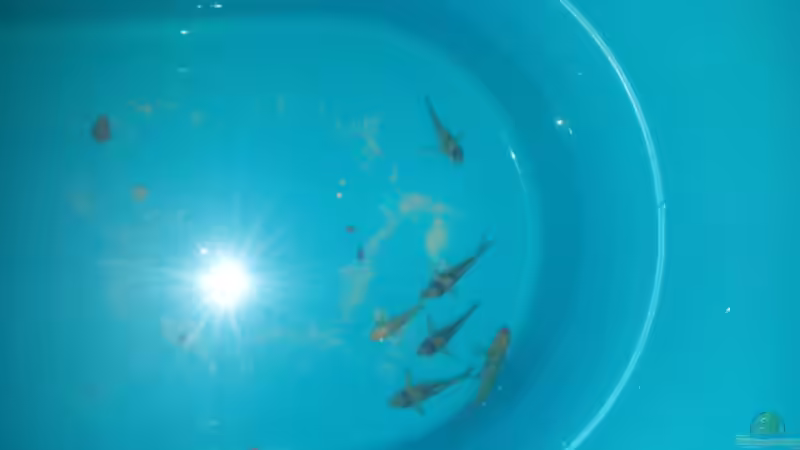 Fisch-Einkäufe von Judith P. (24)