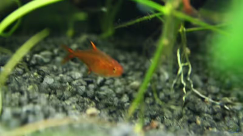 Fisch von StefanW76 (4)