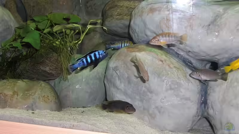 Fischbesatz 14.08.2011 Bild 1 von Malawi TOM (59)