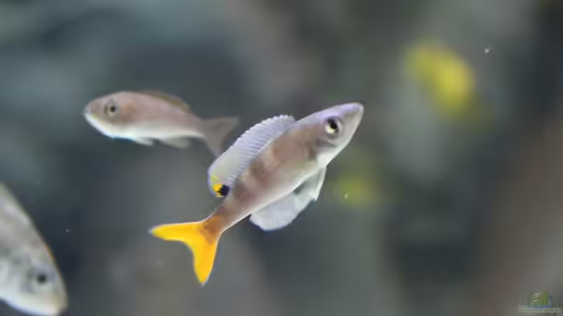 Fischbesatz nach 15 Monaten Laufzeit von 8 CBM (12)