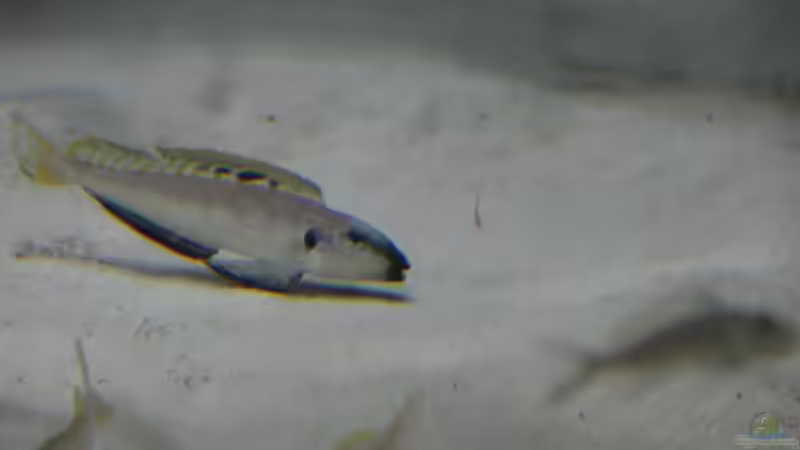 Fischbesatz nach 15 Monaten Laufzeit von 8 CBM (13)