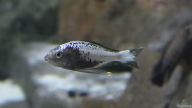 Fischbesatz nach 15 Monaten Laufzeit von 8 CBM (15)