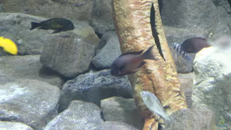 Fischbesatz nach 15 Monaten Laufzeit von 8 CBM (8)