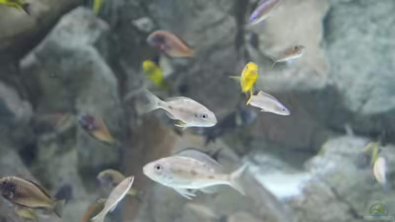 Fischbesatz nach 15 Monaten Laufzeit von 8 CBM (9)