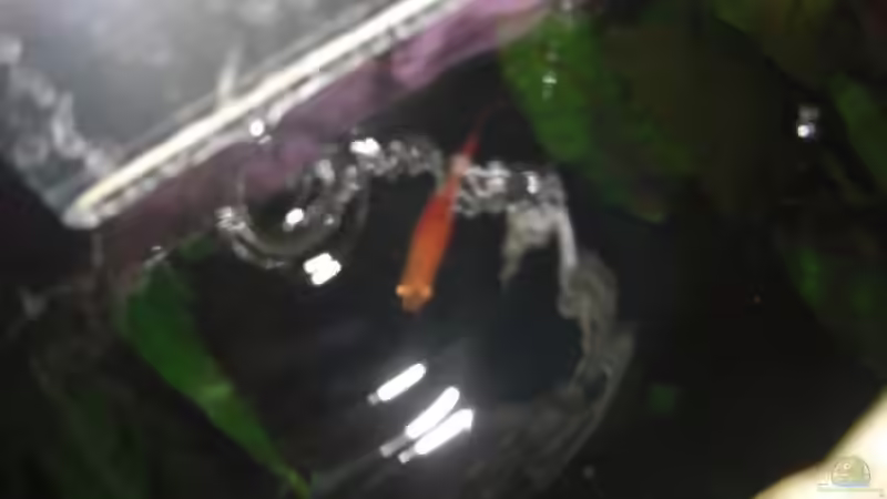 Fischdame unter dem Wasserfall von DerNürnberger (7)