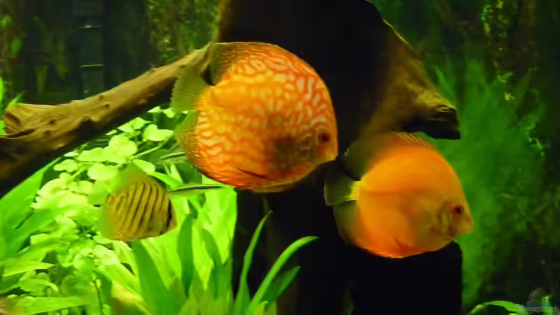 Fische 01 von mihä (30)