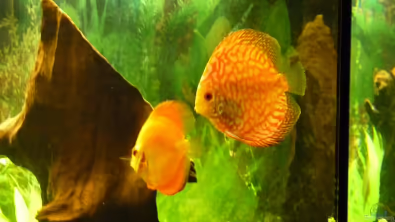 Fische 02 von mihä (31)