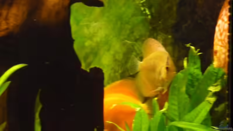 Fische 03 von mihä (32)