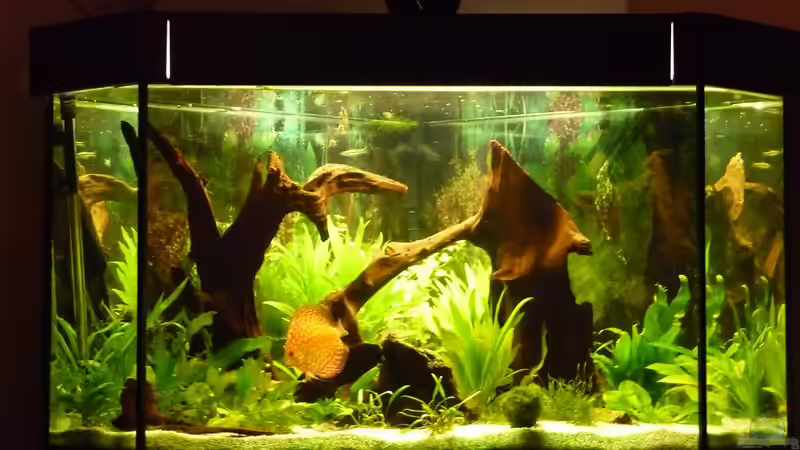 Fische 07 von mihä (36)