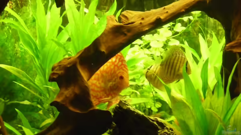 Fische 09 von mihä (38)