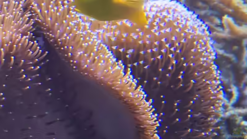 Fische 1.3 von Martinerft (17)