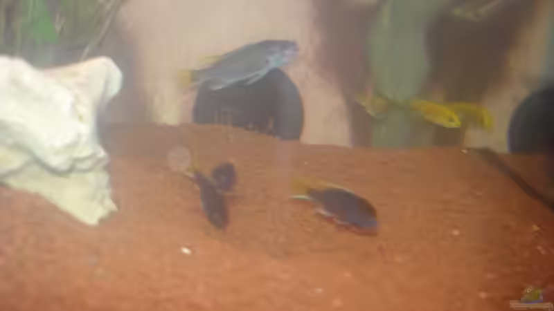 Fische 1 von Operator (9)