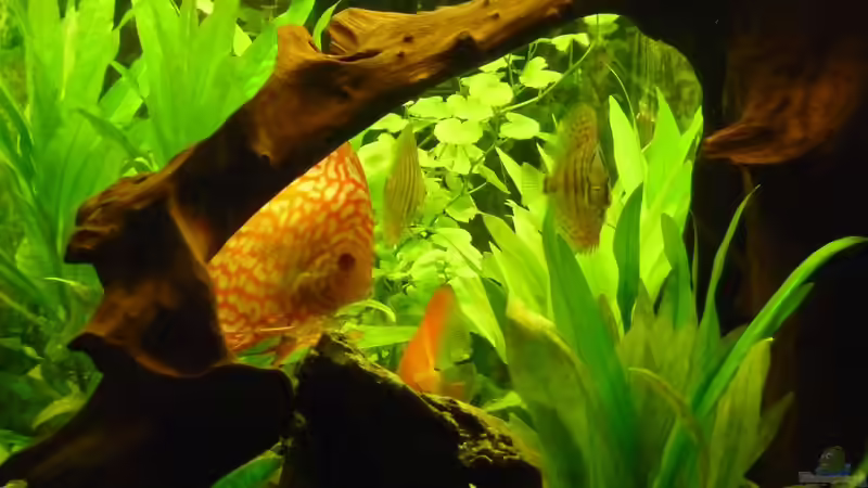 Fische 10 von mihä (39)