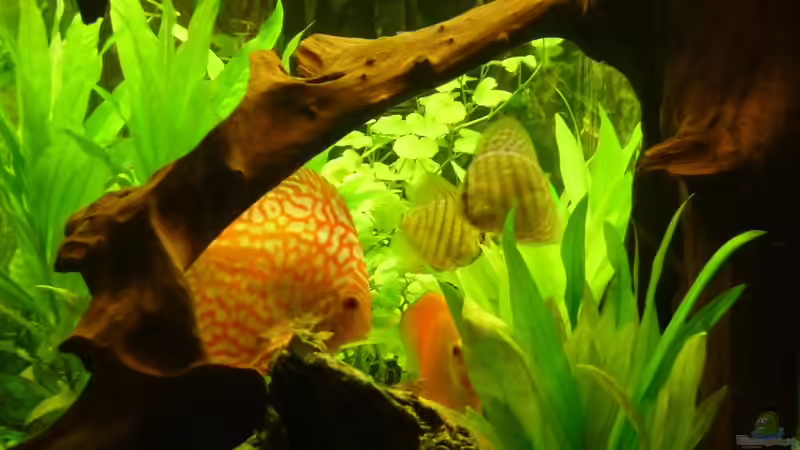 Fische 11 von mihä (40)