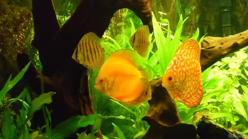 Fische 14 von mihä (43)