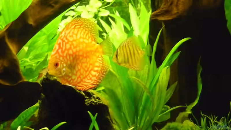 Fische 16 von mihä (45)