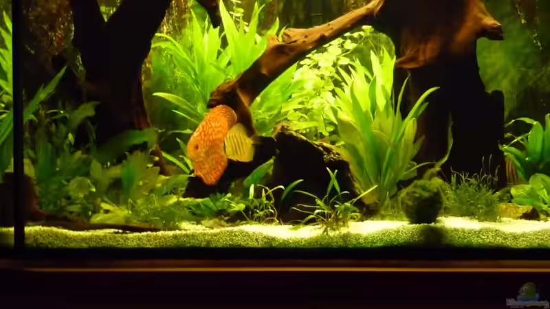 Fische 17 von mihä (46)