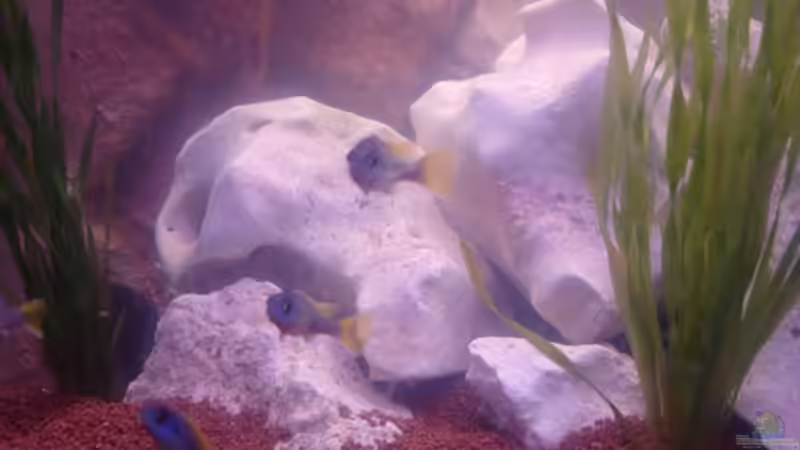 Fische 2 von Operator (10)