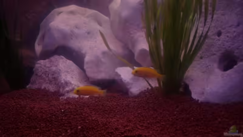 Fische 3 von Operator (11)