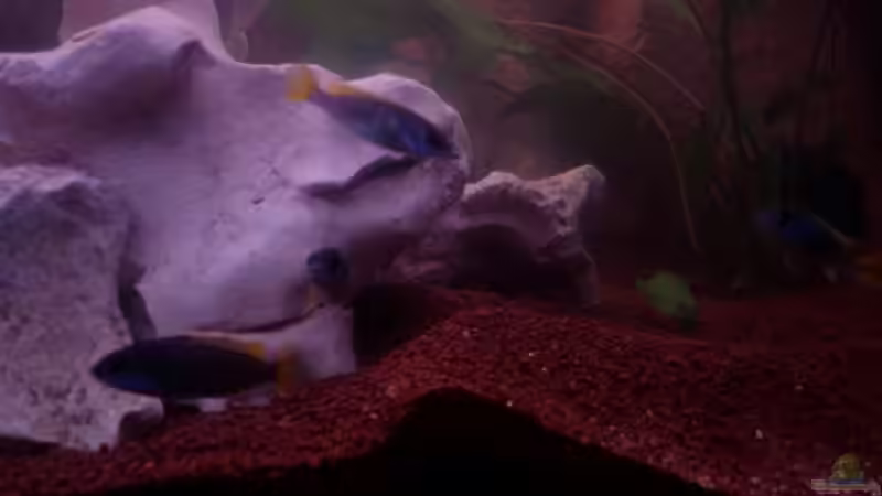 Fische 4 von Operator (12)