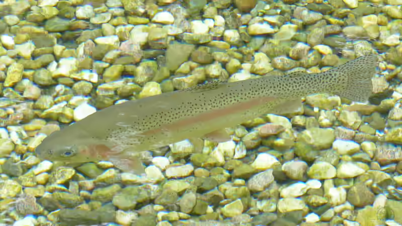 Fische aus der Natur im Aquarium halten - Ist das legal?