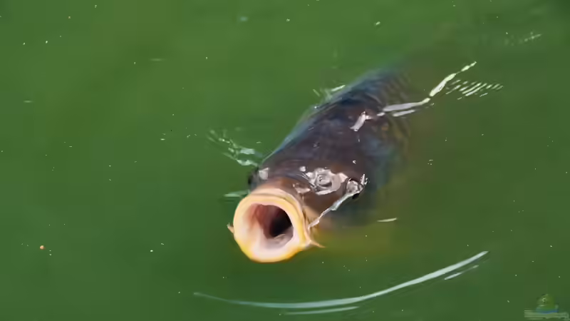 Fische aus der Natur im Aquarium halten - Ist das legal?